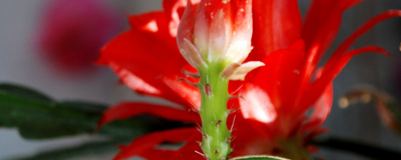 蟹爪蘭的花期多長(zhǎng)時(shí)間