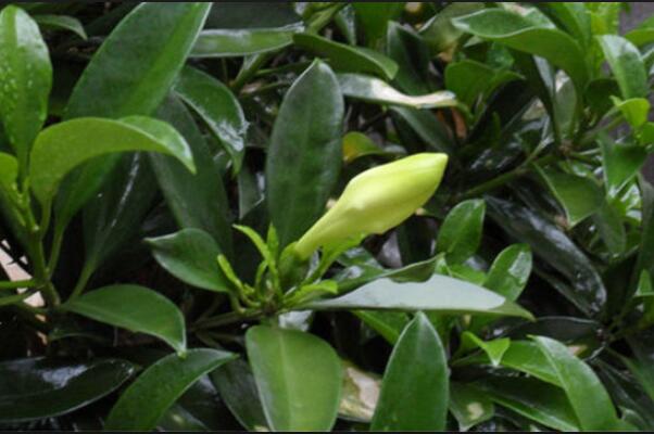 平安樹怎么換盆，刨土取/干澆水移植/給足營養(yǎng)三步搞定