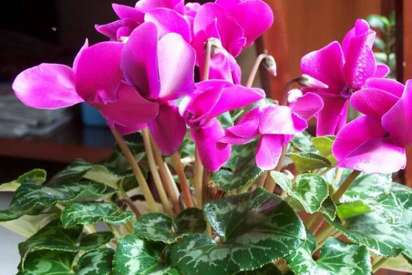 仙客來開花期注意事項(xiàng)