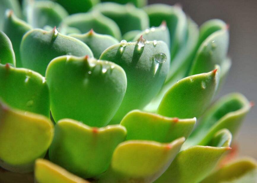 寶石花的繁殖方法，葉插和插穗操作方法