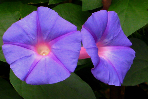 牽?；ㄈ~子的形狀特點