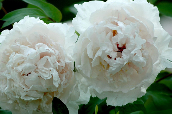 牡丹開(kāi)花前怎么施肥