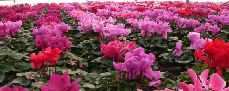 仙客來(lái)花怎么養(yǎng)