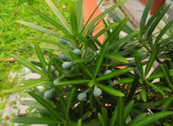 小葉羅漢松的養(yǎng)殖方法，老農(nóng)總結(jié)八大簡(jiǎn)單易學(xué)的養(yǎng)殖技巧