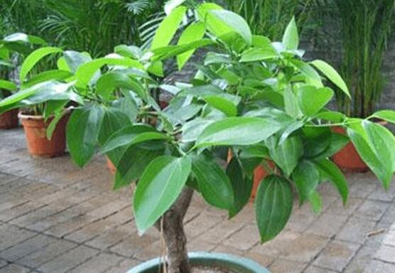 平安樹好養(yǎng)嗎，教你簡(jiǎn)單四種養(yǎng)殖方法/闔家幸福、萬事如意