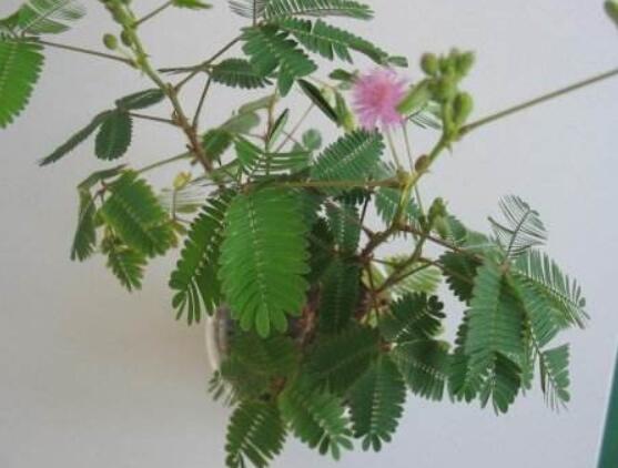 含羞草怎么養(yǎng)護(hù)，老農(nóng)總結(jié)五點(diǎn)最實(shí)用方法