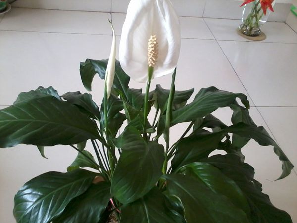 一帆風順怎么不開花，不開花原因以及對策