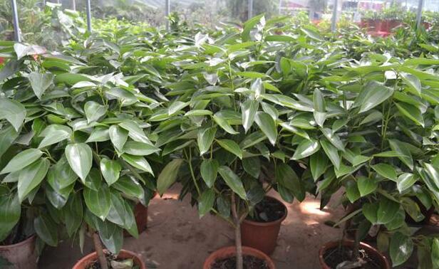 平安樹怎么修剪，平安樹的修剪方法和技巧