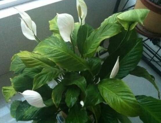 一帆風順花怎么移植，教你六個簡單易學步驟