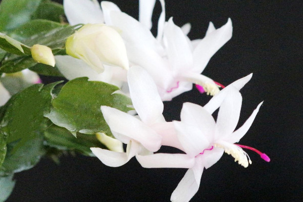 蟹爪蘭的病蟲害預(yù)防與治療