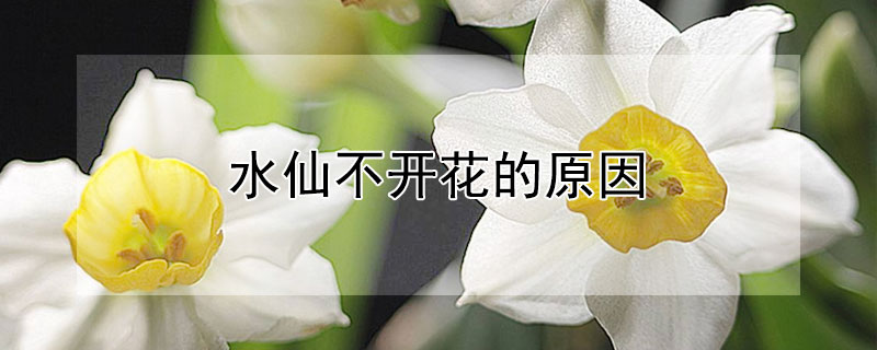 水仙不開(kāi)花的原因