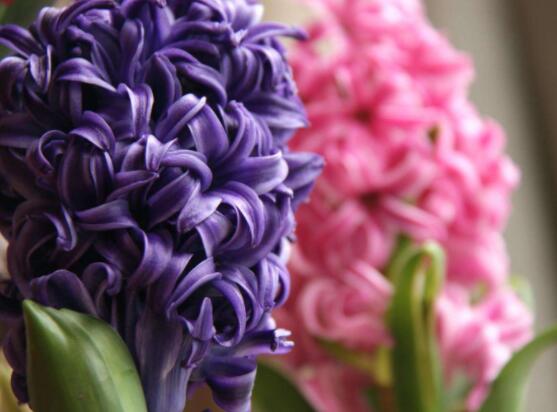 風(fēng)信子花代表什么意思，代表著永遠(yuǎn)的懷念、重生的愛