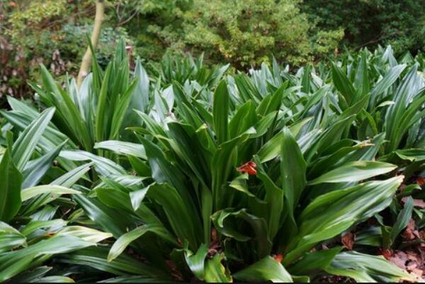 中華萬年青的養(yǎng)殖方法和注意事項：控制溫度合理施肥