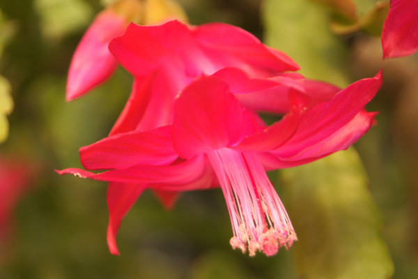 蟹爪蘭春天的養(yǎng)殖方法和注意事項