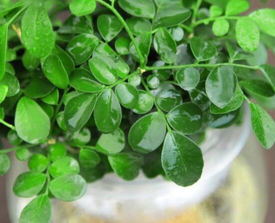 九里香的養(yǎng)殖方法水培，教你四個(gè)步驟水培爆盆