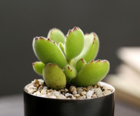 熊童子長(zhǎng)黑斑了怎么辦，教你兩種最常見解決辦法(蟲害與病害)