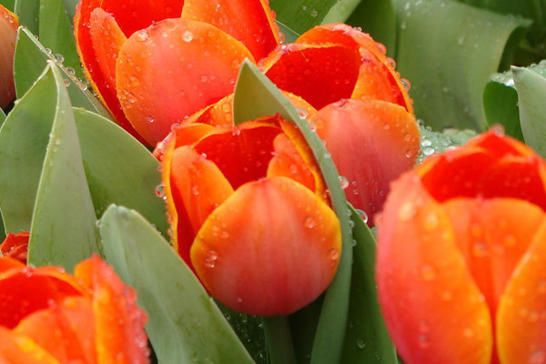 郁金香會(huì)不會(huì)復(fù)花