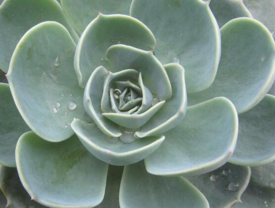 寶石花怎樣養(yǎng)才能長(zhǎng)得快，做好四個(gè)要點(diǎn)生長(zhǎng)的青翠欲滴