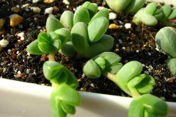 碧玉蓮的養(yǎng)護(hù)方法，做好五個(gè)方面的管理