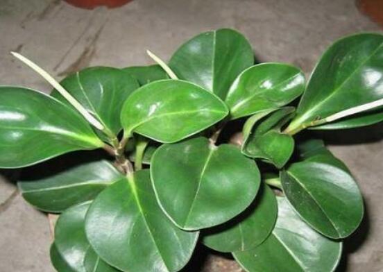 碧玉剪一小段能水培嗎，做好這簡單四步可水培爆盆