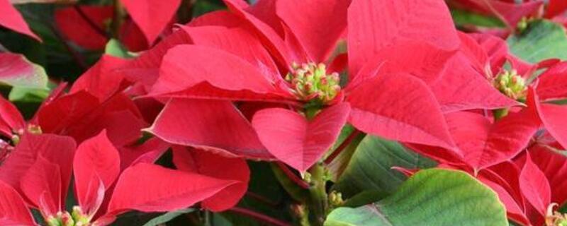 一品紅葉子掉光能活嗎