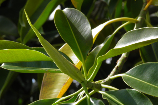 橡皮樹怎么繁殖，播種/扦插/壓條/水培繁殖等