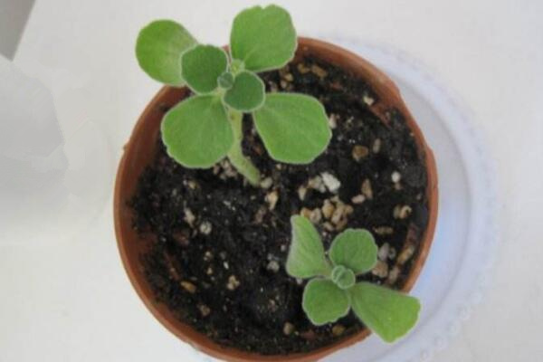 北方怎么養(yǎng)殖碰碰香，必須要做好以下5點(diǎn)