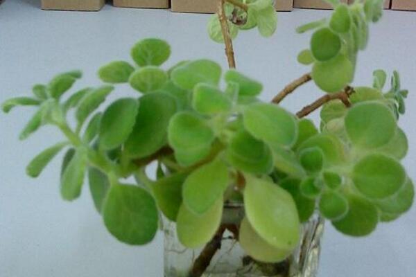 碰碰香的作用，沒想到碰碰香竟然有這么多好處