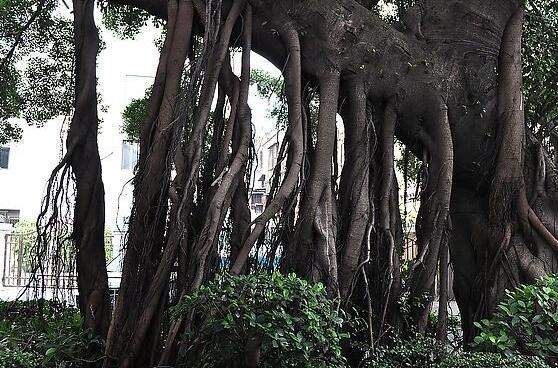 榕樹為什么招鬼，榕樹招鬼只是一種民間傳說