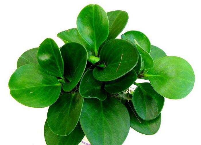 碧玉花的功效與作用，凈化空氣美化居室