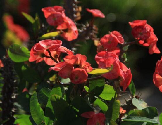 虎刺梅病蟲害及防治，根腐病與介殼蟲最為常見