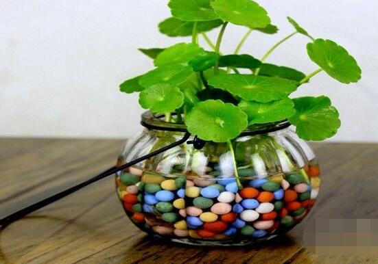 銅錢草水培怎么固定根，，擇一些小花石置于水瓶底部(美觀固定)