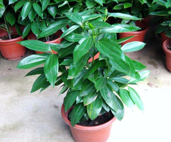 如何給平安樹松土，以樹干為中心、沿周圍輕鏟