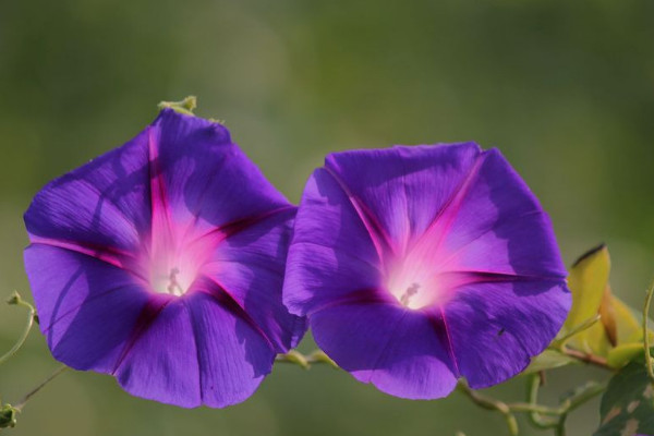 盆栽牽?；S葉怎么辦