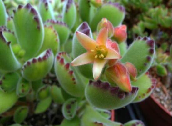 熊童子多久開花，每年7-9月間含苞盛放(夏末秋初)