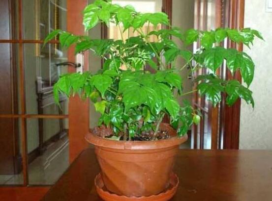 幸福樹放在哪里好風(fēng)水，盤點(diǎn)最佳四個(gè)好風(fēng)水位置(客廳/臥室/書房/陽臺(tái))