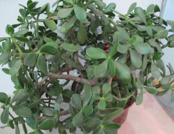 玉樹(shù)燕子掌怎么區(qū)分，主要從葉和花序上辨別