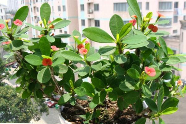 怎么區(qū)分虎刺和虎刺梅，虎刺與虎刺梅的5大不同