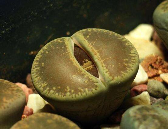 生石花夏天發(fā)皺，保持散射光環(huán)境/盆土疏松透氣