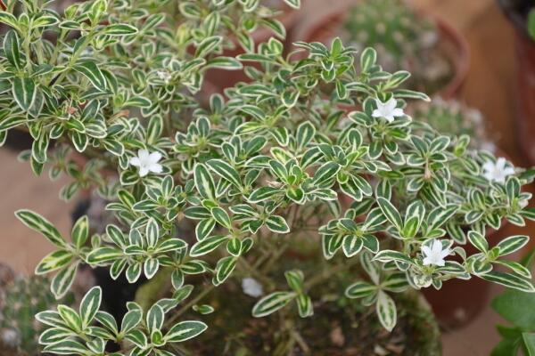 六月雪盆景造型圖解，造型固然重要剪后養(yǎng)護(hù)也不可忽視