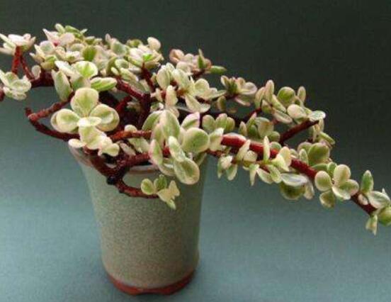 雅樂之舞水培怎么養(yǎng)，勤換水、保持合適溫度光照/前期養(yǎng)護(hù)