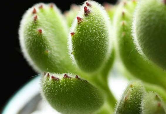 熊童子的花語(yǔ)和傳說，玲瓏優(yōu)雅和綠色山珍美好寓意