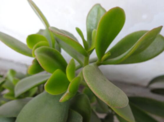 燕子掌有什么作用，美化環(huán)境、凈化空氣