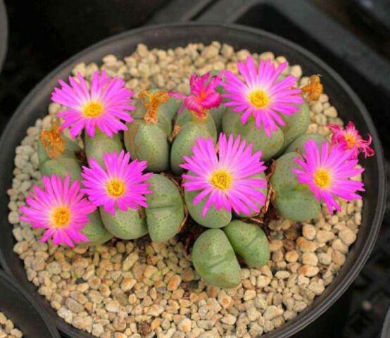 生石花用什么盆好，陶盆、泥瓦盆、紫砂盆任選其一(深盆)