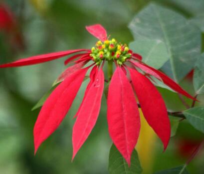 一品紅的寓意，象征冬日中的暖陽