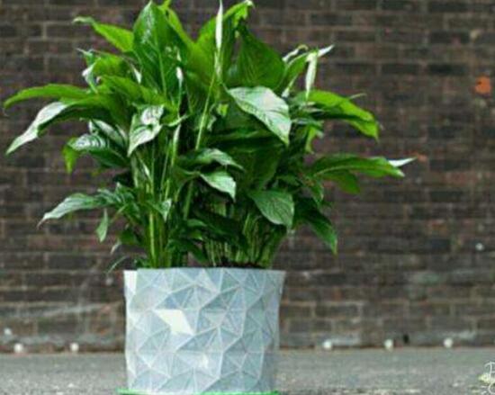 平安樹爛根怎么辦，平安樹爛根處理方法