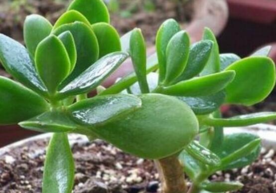 燕子掌炭疽病怎么辦，及時摘除病葉、噴灑藥物(合適溫度光照)