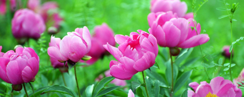 芍藥花什么時(shí)候開花