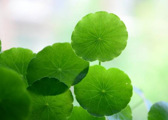 銅錢草的禁忌擺放位置，只要注意這四大位置便可