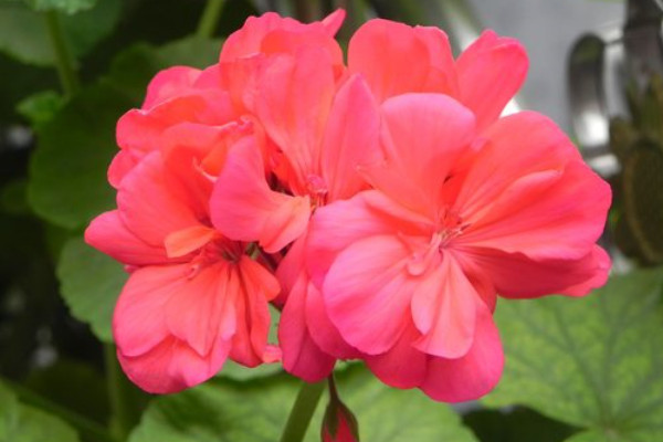 天竺葵苗不長怎么辦